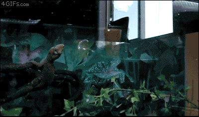 Te tiro algunos gifs locura!! (por no decir megapost!)