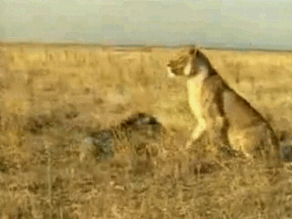 gifs