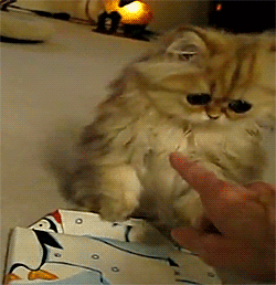 gifs