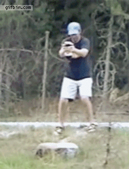 gifs