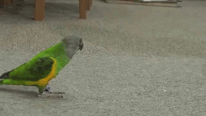 Nuevos Gifs de humor
