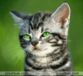 Gifs graciosos