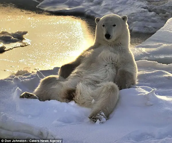 Un oso polar descansa después de un arduo día de trabajo