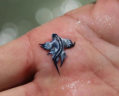 El extraño Glaucus atlanticus
