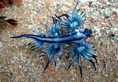 atlanticus
