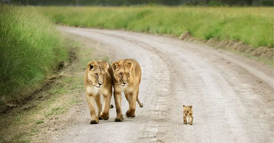 monos