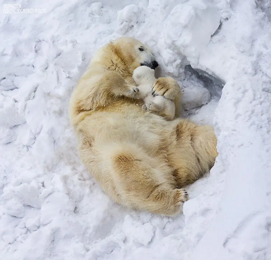 Momentos más tiernos de Padres E hijos en el Reino Animal