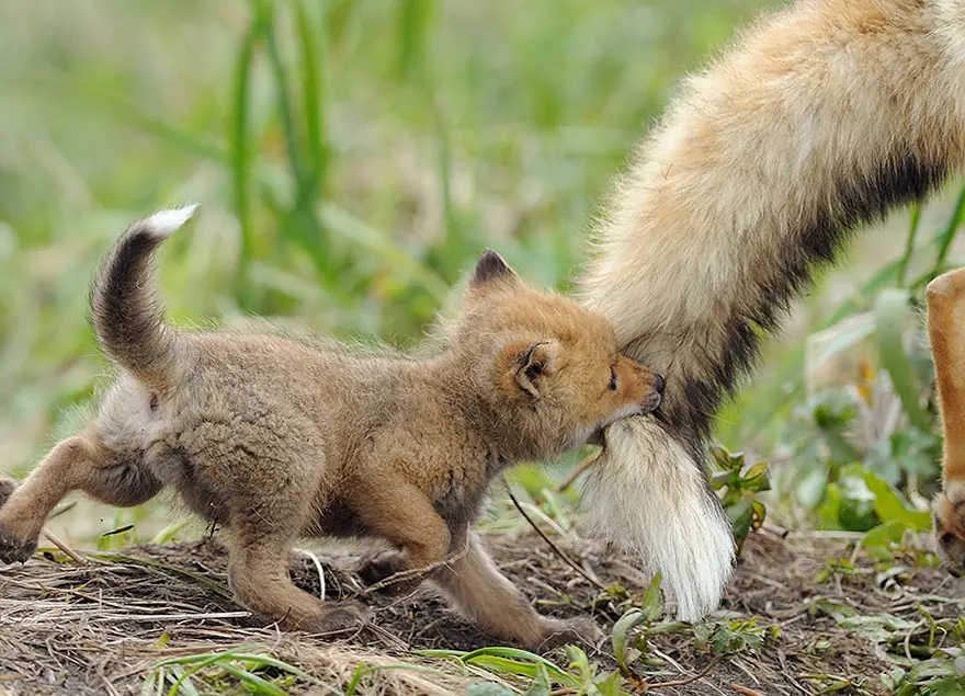 Animales