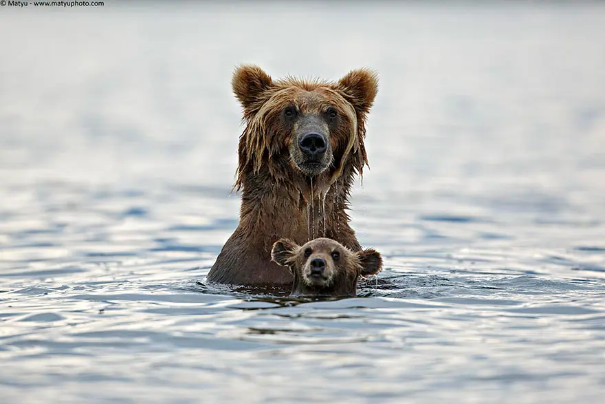 Momentos más tiernos de Padres E hijos en el Reino Animal