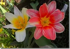 feliz dia de la madre