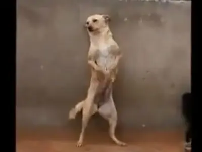 El perro que baila al ritmo del "serrucho" es furor