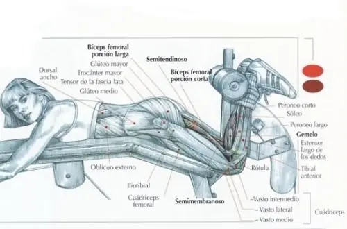 rutinas de ejercicios para gluteos