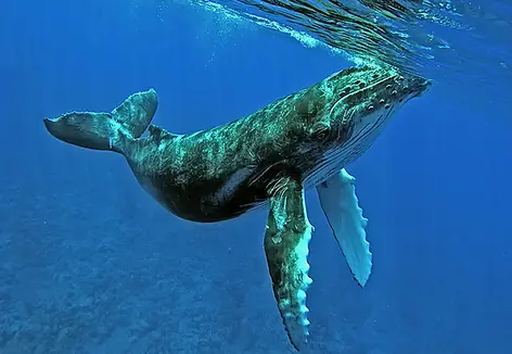 Top 7 animales mas grandes del mundo