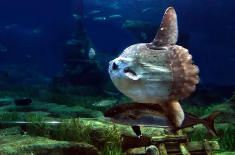 Top 7 animales mas grandes del mundo