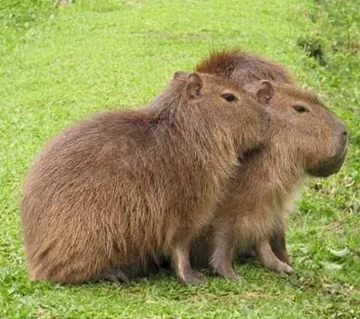 Top 7 animales mas grandes del mundo