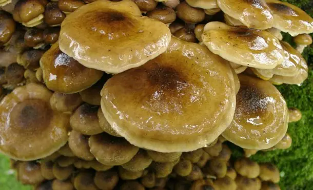 Toxicos