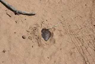 Nuevo Mexico