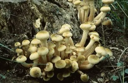 Hongos