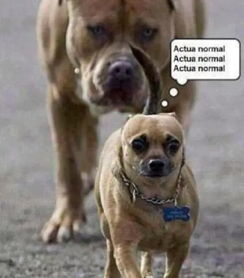 imagenes