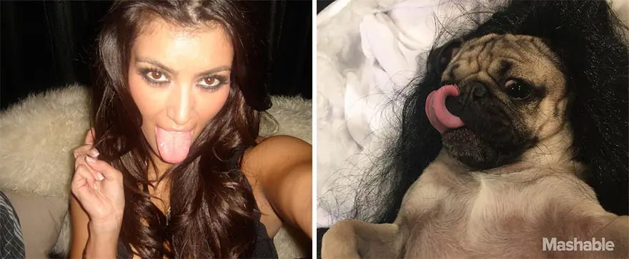Perro Pug recrea las selfies mas calientes de Kim Kardashian