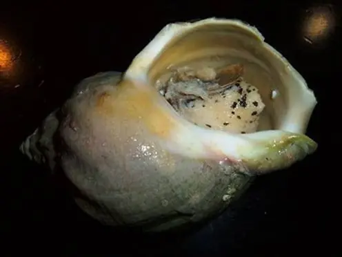 Morfina de Caracol : un analgésico natural