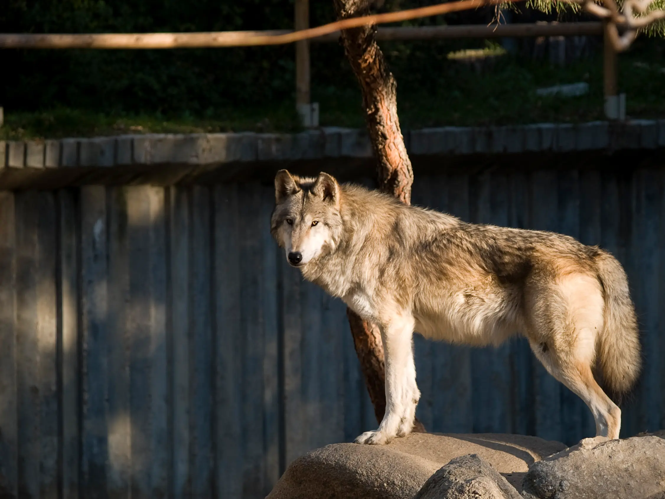 Un lobo sacrificado en Menominee, ¿Justamente? Juzgue usted.