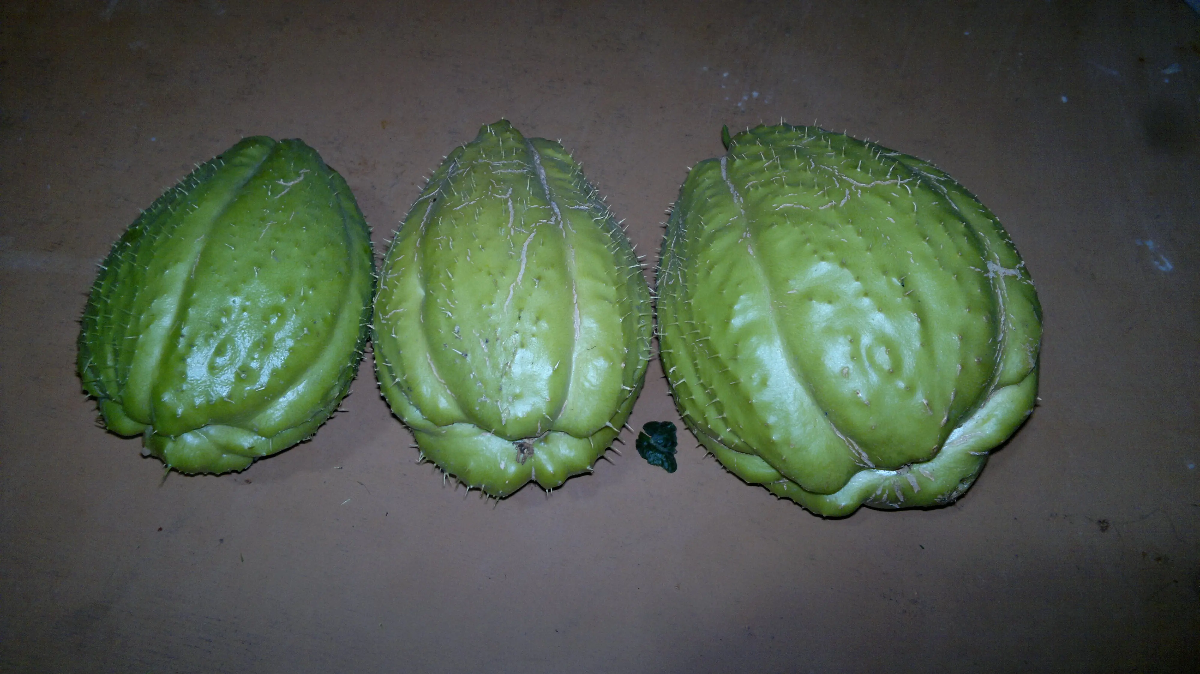 plantar chayote bienestar salud