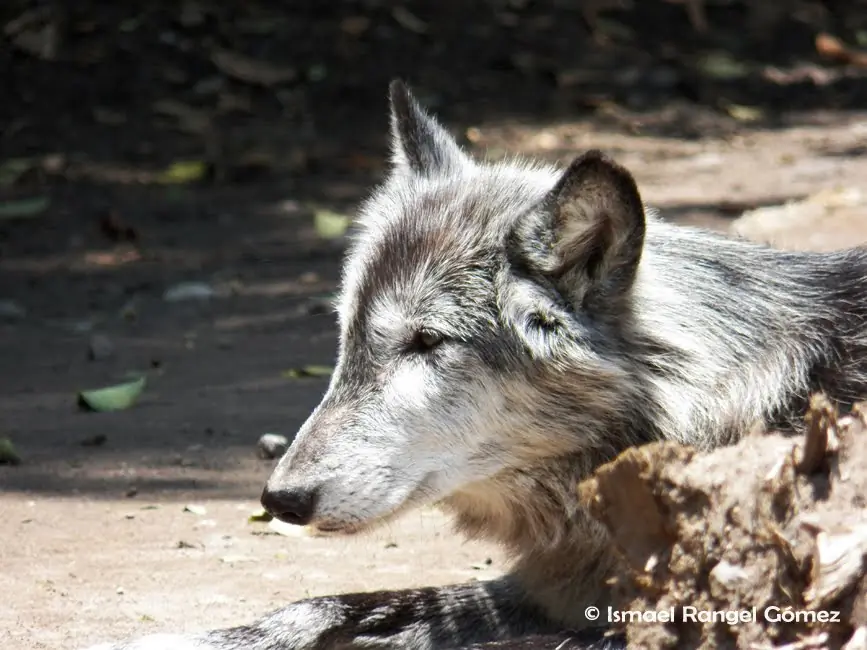lobo