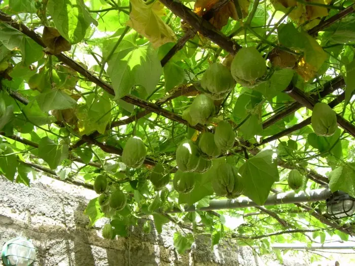 Planta beneficios,planta salud, animate.
