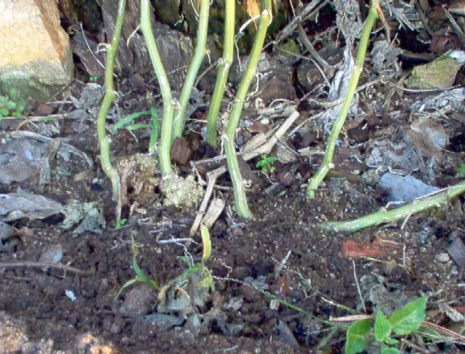 plantar chayote bienestar salud