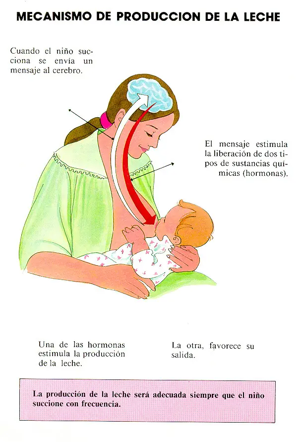 Cómo se Produce la Leche Materna