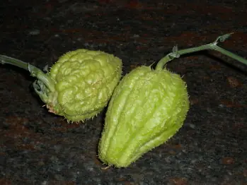 hortalizas