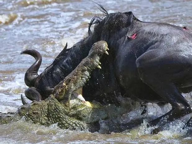 ¿Cuál es la diferencia entre un cocodrilo y un aligator? ¿Cuál es la diferencia entre un cocodrilo y un aligator?