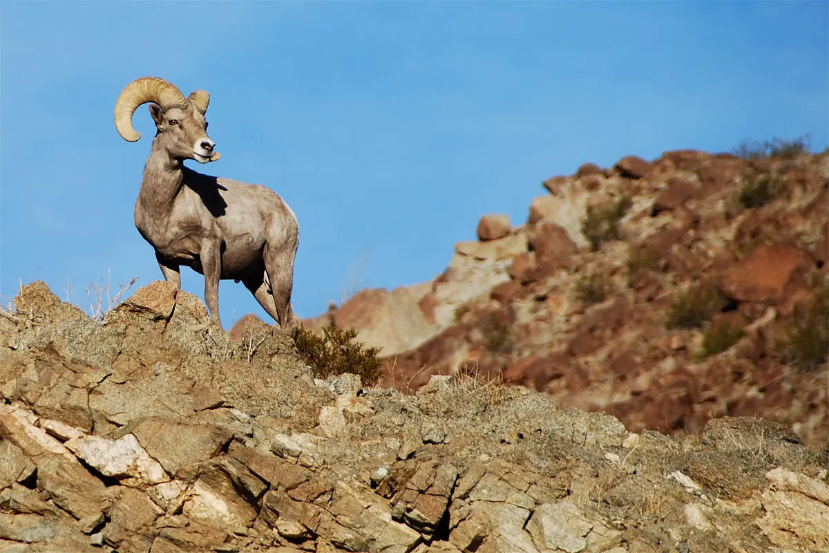 el pinacate