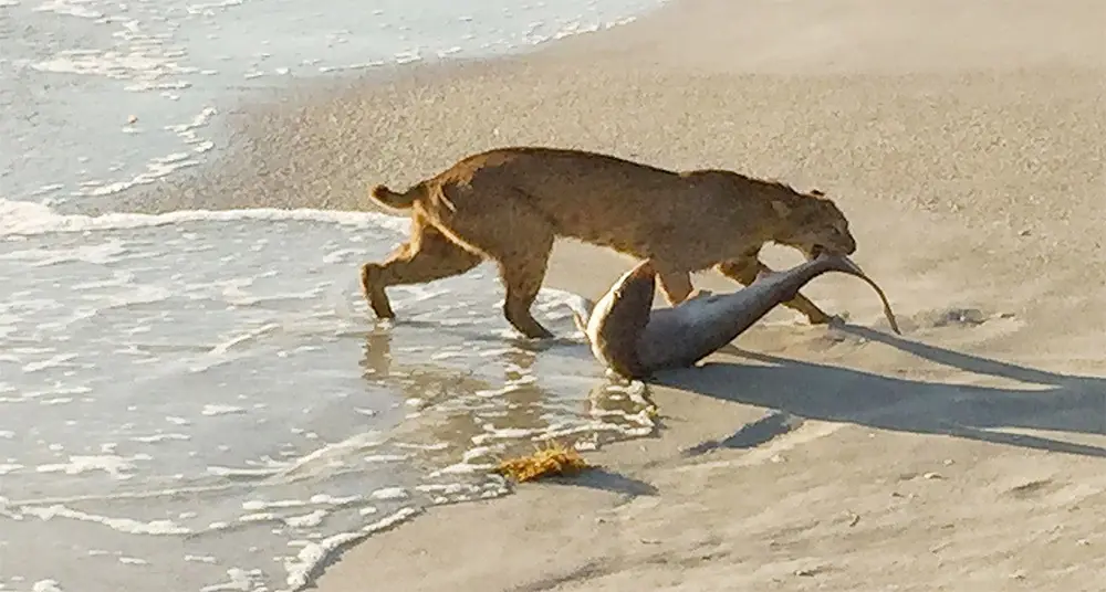 Lince