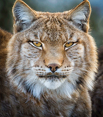 Último discurso de Hitler 30 de Enero 1945 (tristisimo)