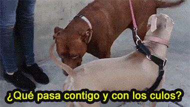 humor