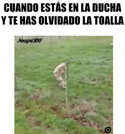 humor grafico