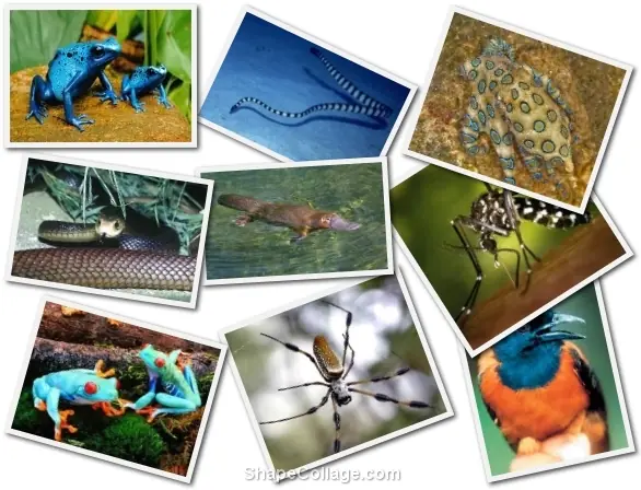 Animales