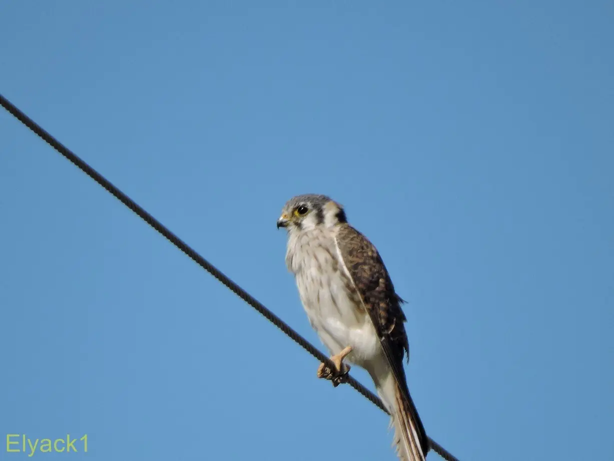 aves