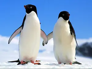 Cada 3 minutos se derriten casquetes del tamaño del bernabe