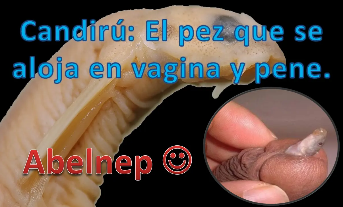 candiru fish