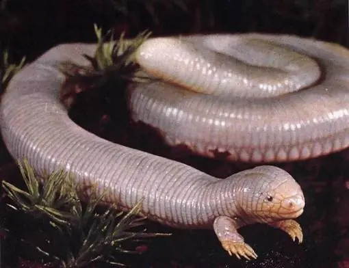 los animales mas feos del mundo