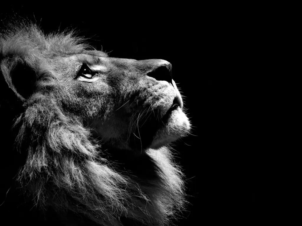 animo