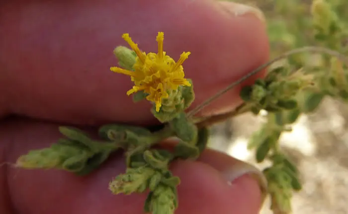 Una Flor que Ayuda a Curar la Diabetis