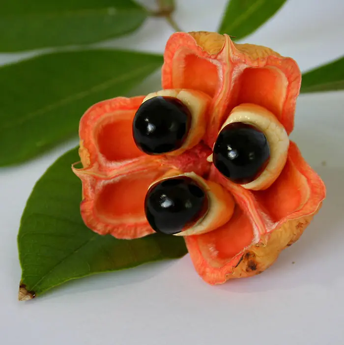 frutas