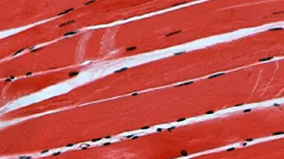 Proteína Frena La Perdida de Fuerza Muscular