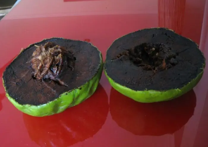 guanabana