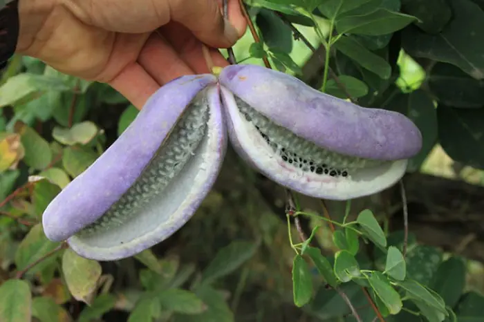 Top 25: Frutas Raras