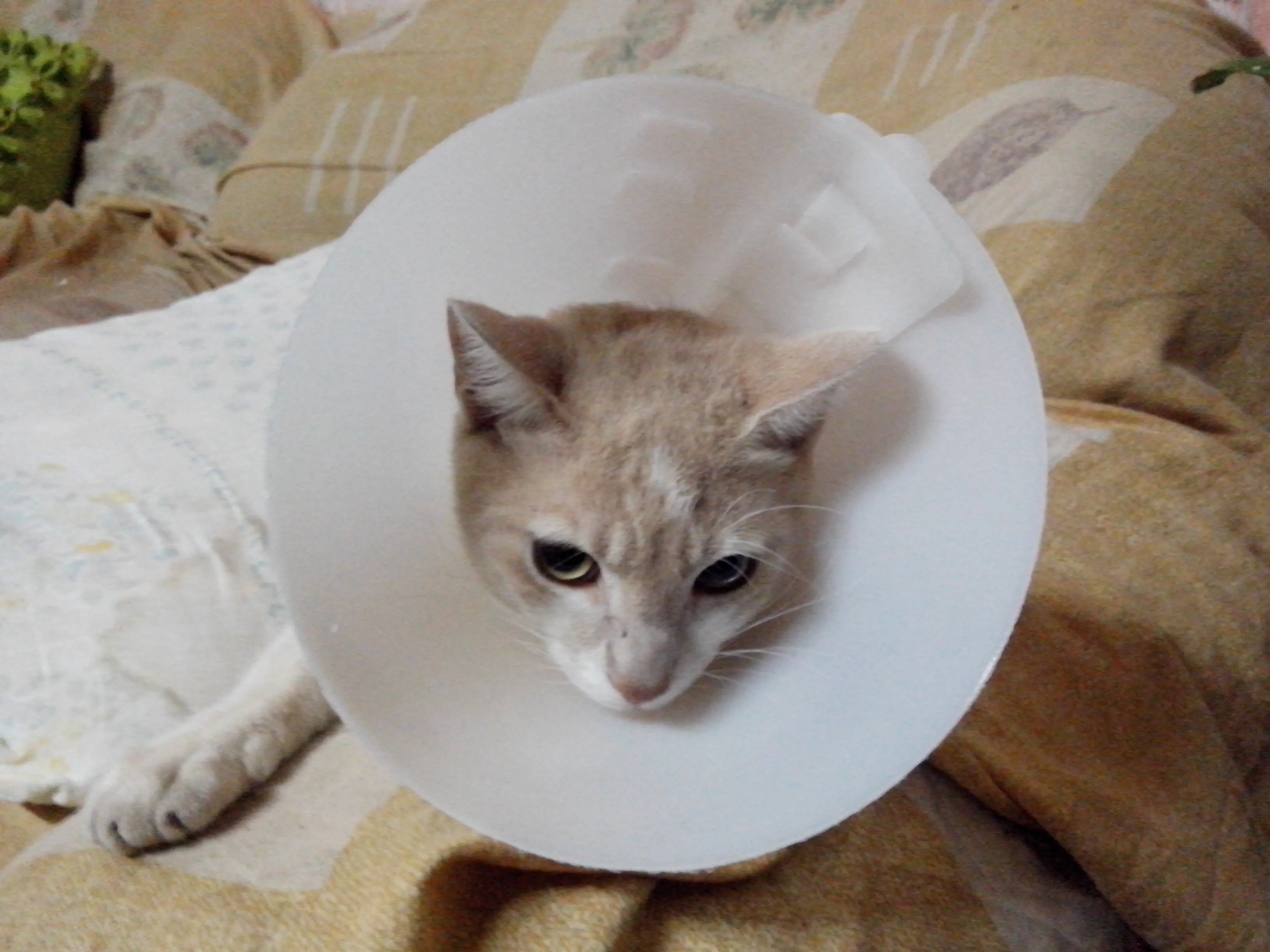 Un negro me fajó y te lo cuento